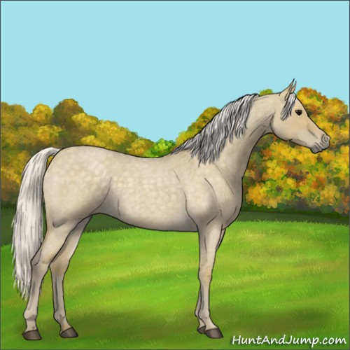 Horse Color:Silver Smoky Grullo Roan 