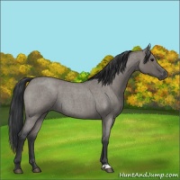 Horse Color:Grullo Roan 