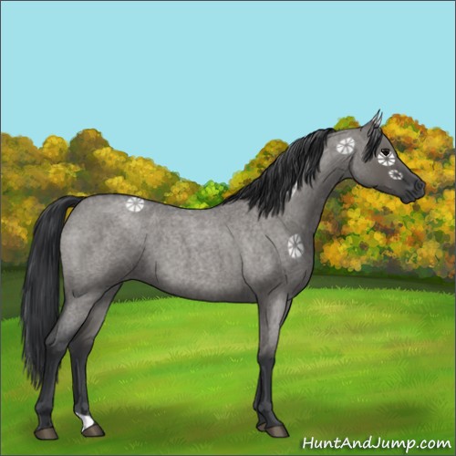 Horse Color:Grullo Roan 