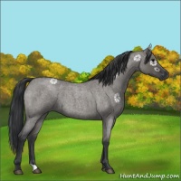 Horse Color:Grullo Roan 