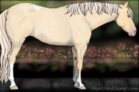 Horse Color:Gold Cream Champagne Roan Tobiano
