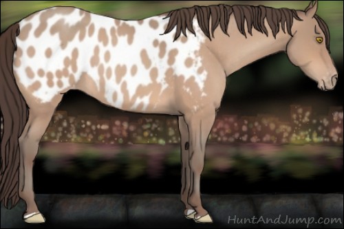 Horse Color:Amber Champagne Roan Appaloosa