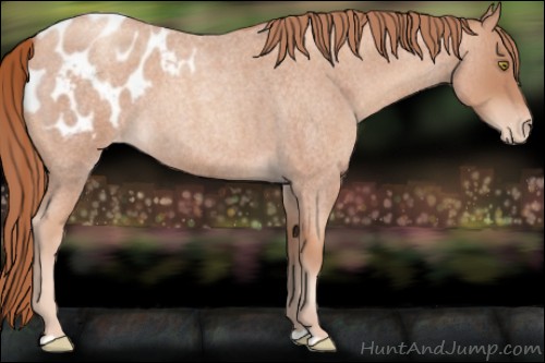 Horse Color:Gold Champagne Roan Appaloosa