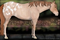 Horse Color:Gold Champagne Roan Appaloosa 