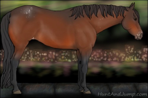 Horse Color:Bay Appaloosa