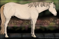 Horse Color:Perlino 