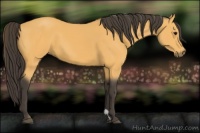 Horse Color:Buckskin 