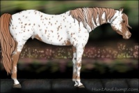 Horse Color:White Spotted Chestnut Appaloosa 