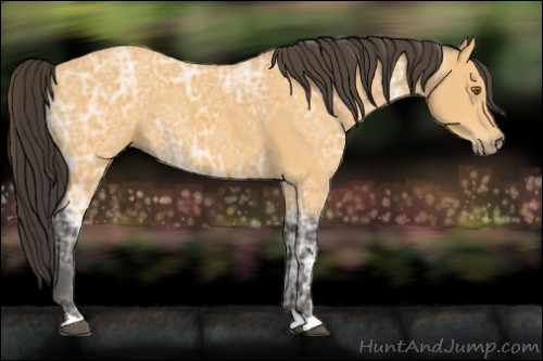 Horse Color:Buckskin Ice 