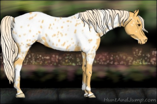 Horse Color:White Spotted Palomino Near Leopard