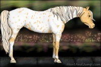 Horse Color:White Spotted Palomino Near Leopard 
