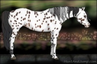 Horse Color:White Spotted Bay Appaloosa 