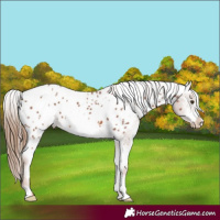 Horse Color:White Spotted Chestnut Frame Appaloosa 