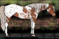 Horse Color:White Spotted Silver Bay Tobiano Appaloosa 