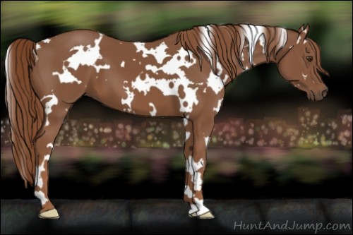 Horse Color:White Spotted Chestnut 
