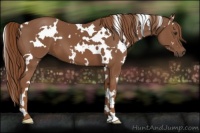 Horse Color:White Spotted Chestnut 