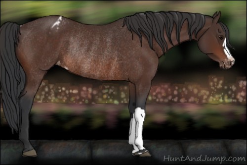 Horse Color:Bay Varnish Rabicano 