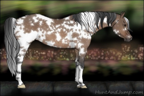 Horse Color:White Spotted Brown Dun 