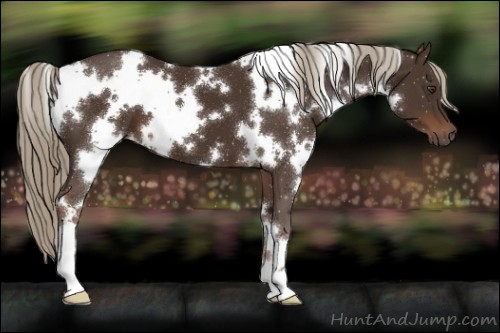 Horse Color:White Spotted Liver Chestnut 