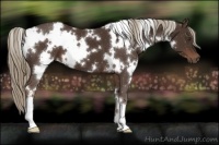 Horse Color:White Spotted Liver Chestnut