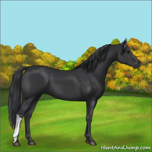Horse Color:Black 