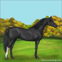 Horse Color:Black 