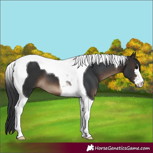 Horse Color:Brown Tobiano 
