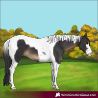 Horse Color:Brown Tobiano 