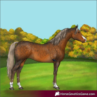 Horse Color:Chocolate Palomino 