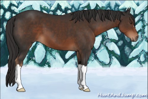 Horse Color:Liver Chestnut 