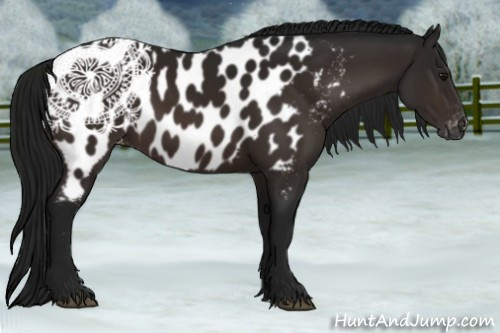 Horse Color:Gray Bay Near Leopard
