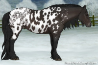 Horse Color:Gray Bay Near Leopard 