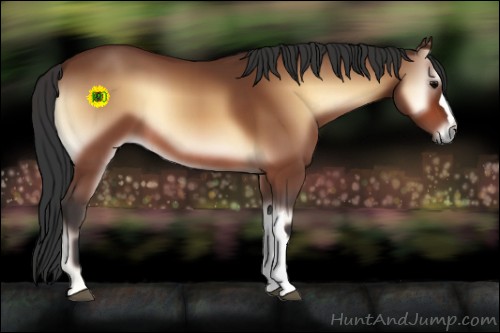Horse Color:Bay Onyx 