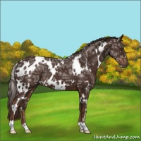 Horse Color:White Spotted Liver Chestnut Ice 