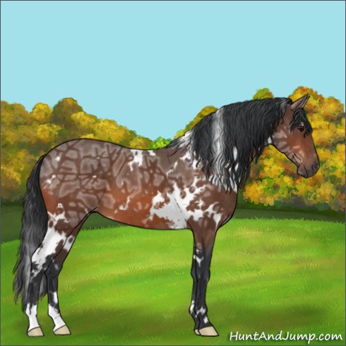 Horse Color:White Spotted Bay Ice 
