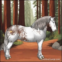 Horse Color:White Spotted Silver Black Splash 