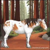 Horse Color:White Spotted Buckskin Tobiano Appaloosa 
