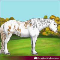 Horse Color:White Spotted Classic Cream Champagne Tobiano Appaloosa 