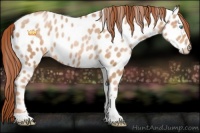 Horse Color:Buckskin Pearl Tobiano Appaloosa Rabicano 