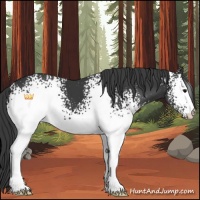 Horse Color:White Spotted Black