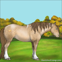 Horse Color:Buckskin Pearl Tobiano