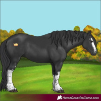 Horse Color:White Spotted Black