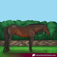 Horse Color:Liver Chestnut 