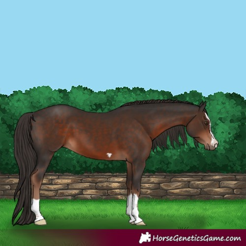Horse Color:Liver Chestnut 