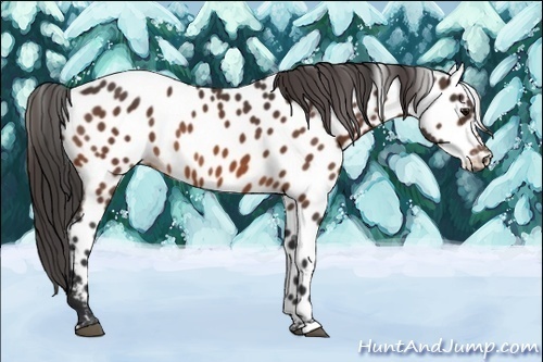 Horse Color:Bay Near Leopard 