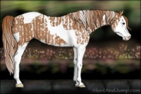 Horse Color:Chestnut Splash Tobiano  and Chestnut Splash Tobiano 