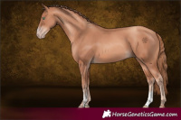 Horse Color:Gold Champagne Sabino Rabicano