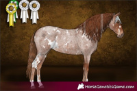Horse Color:White Spotted Red Roan 