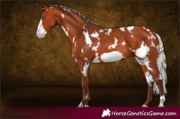 Horse Color:White Spotted Silver Bay Frame Rabicano 