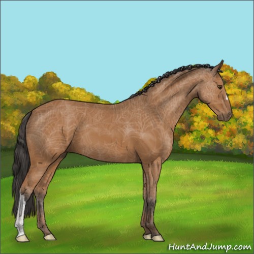 Horse Color:Bay 